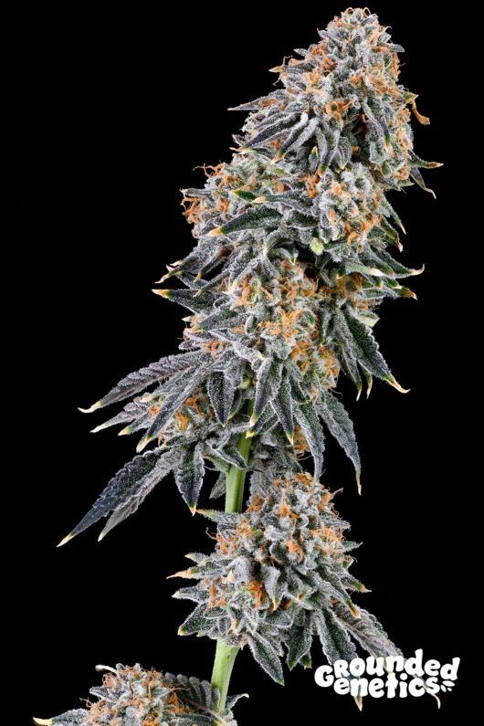 Rainbowfuel | 7er Set Grounded Genetics