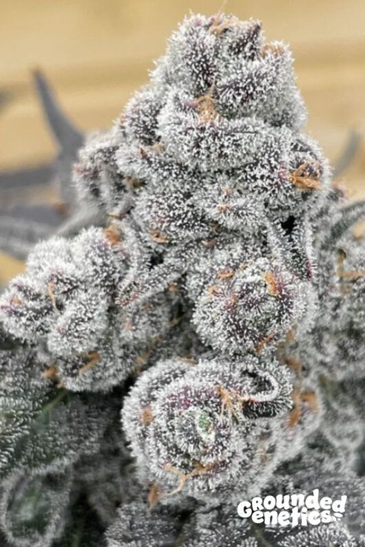 Strawberry Gummys | 7er Set Grounded Genetics