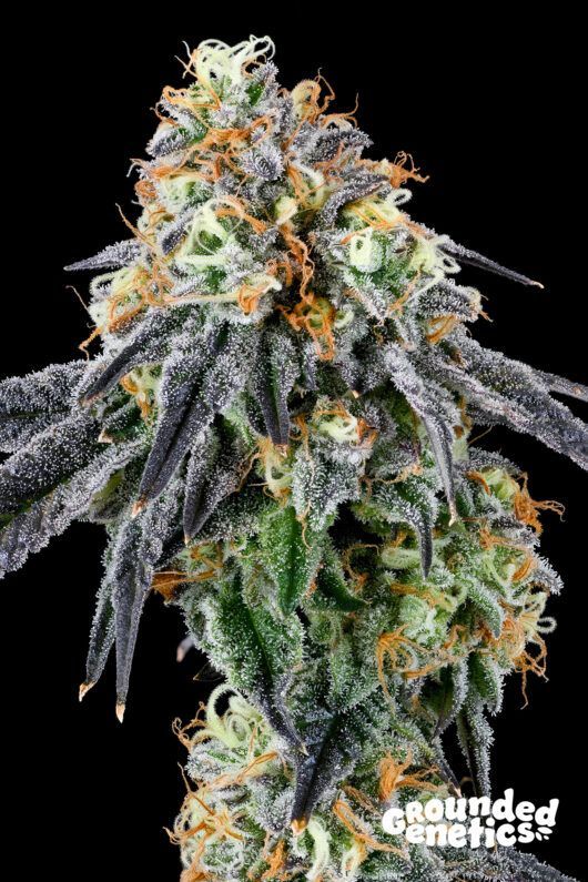 Nose Candi | 7er Set Grounded Genetics