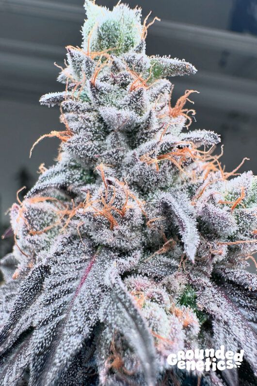 Swoosh | 7er Set Grounded Genetics