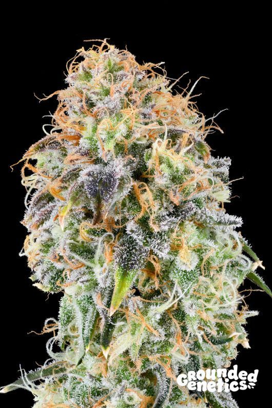 Zkunk | 7er Set Grounded Genetics