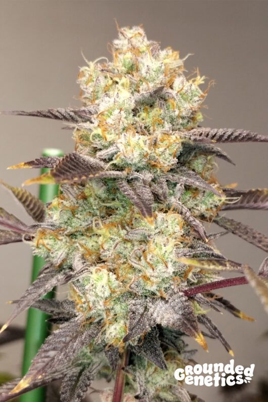 Vitaminz | 7er Set Grounded Genetics