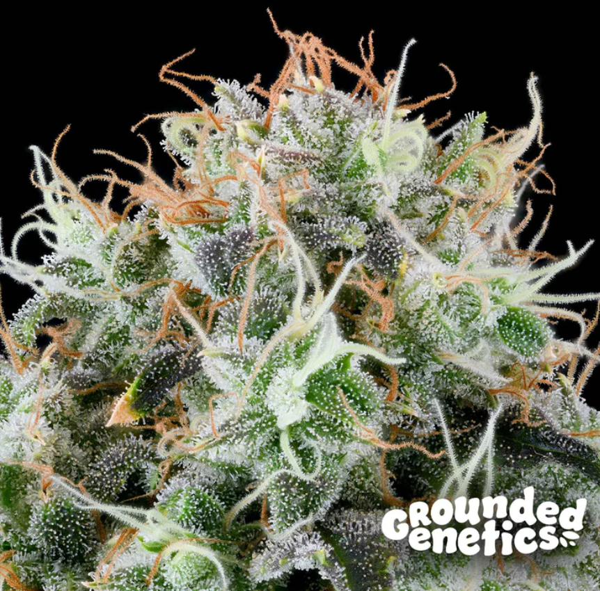 Apple Drops | 7er Set Grounded Genetics