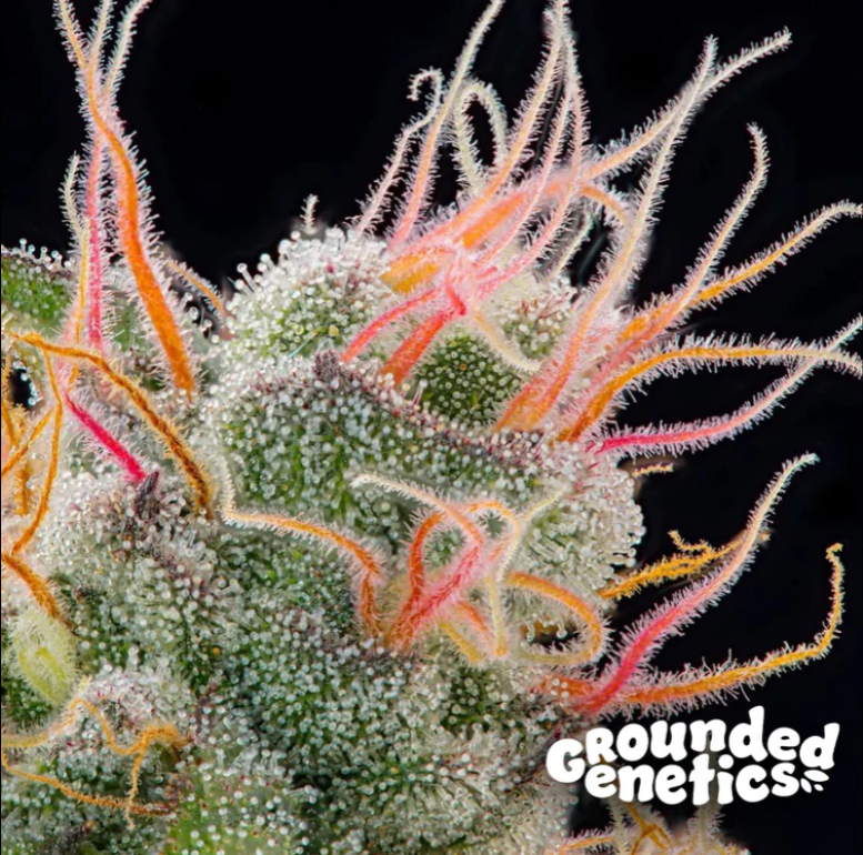 Pink Honey | 7er Set Grounded Genetics
