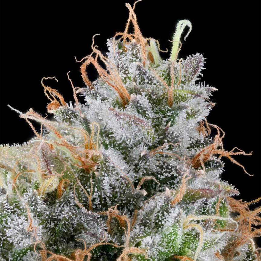 Ultraviolet Sherb | 7er Set Grounded Genetics