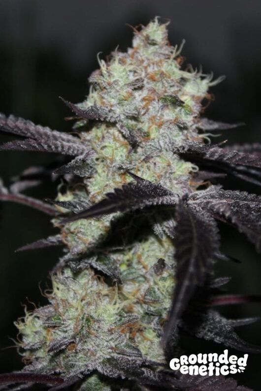 Zwisher | 7er Set Grounded Genetics