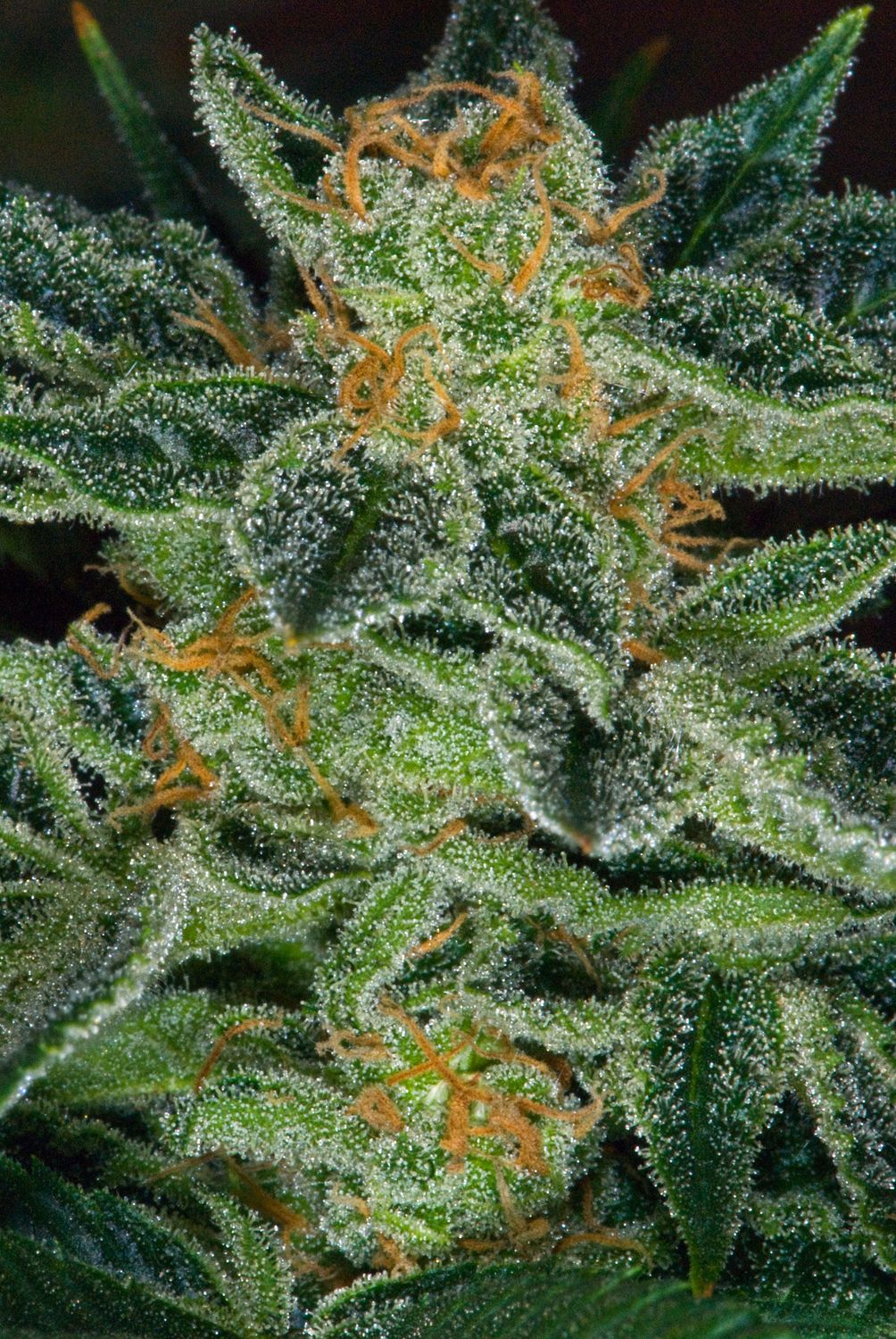 Skunk XXX | reg. 5+1 Pack | T.H. SEEDS