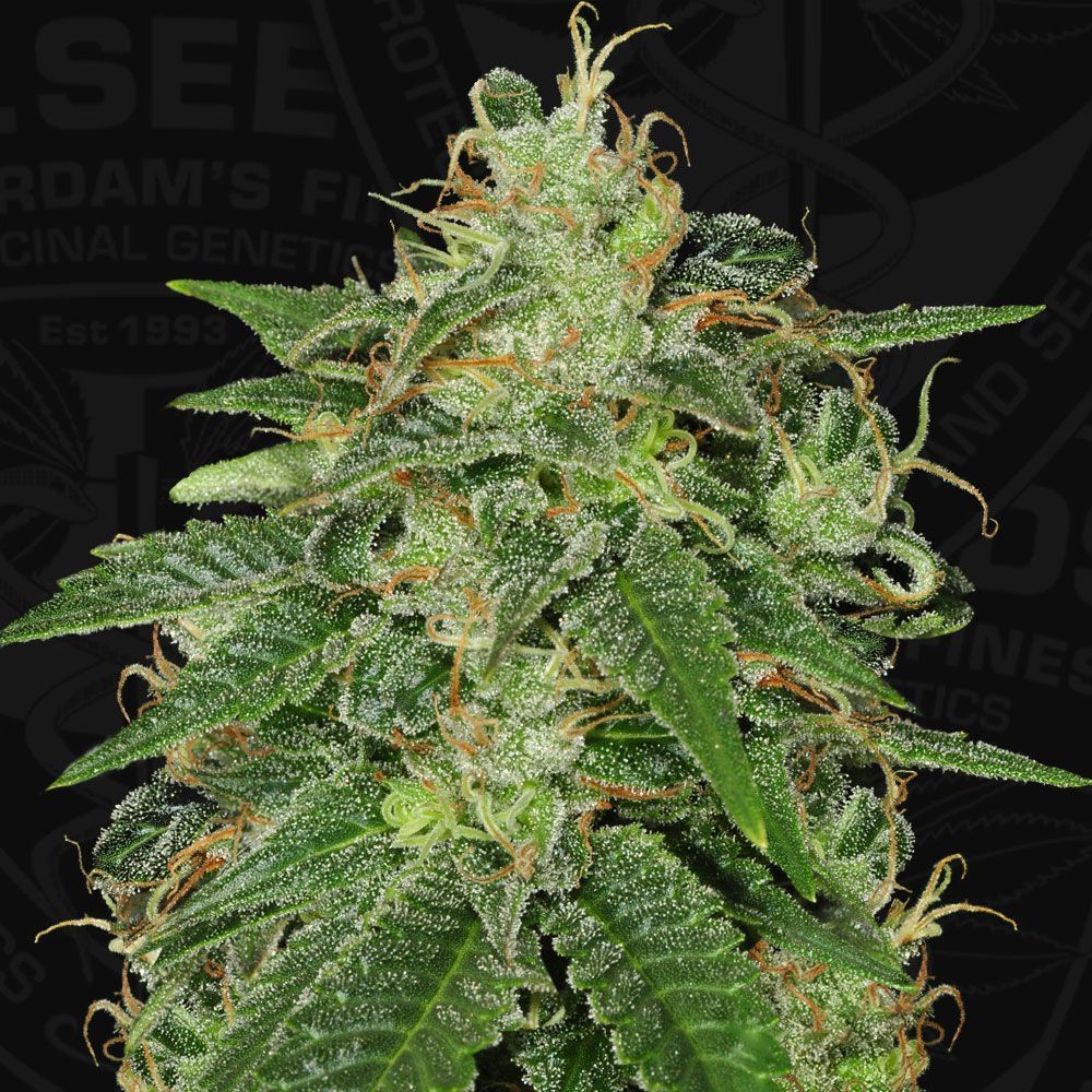 S.A.G.E. | fem. 2-Pack | T.H. SEEDS