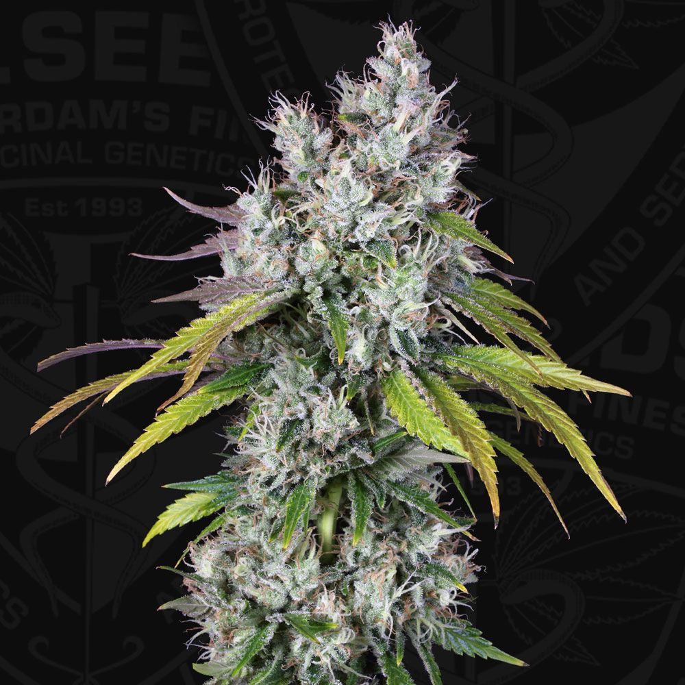 UnderDawg | fem. 2-Pack | T.H. SEEDS