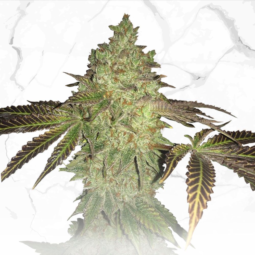 Birthday Cake x BC x SBC | LIMITED EDT. | reg. 11-Pack | T.H. SEEDS