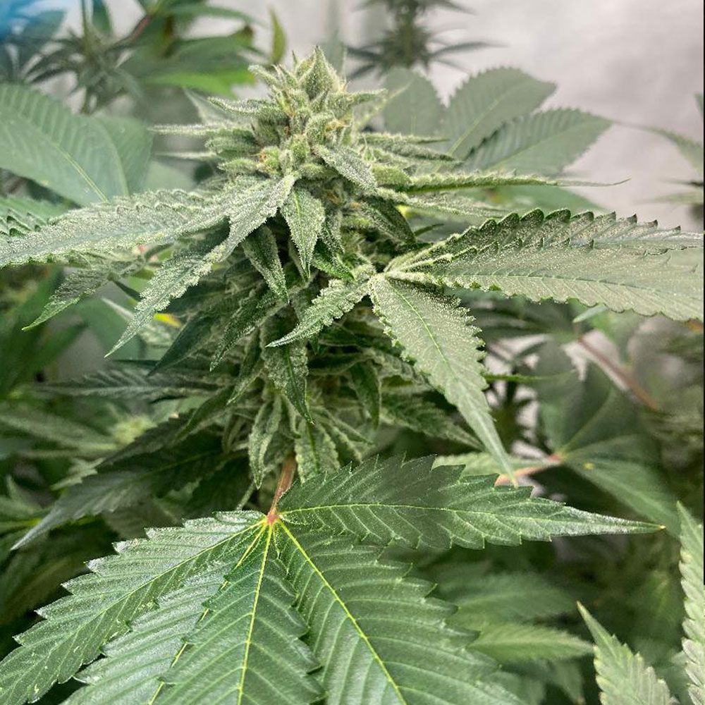 Melonsicle | Bastards Line | fem. 2-Pack | T.H. SEEDS