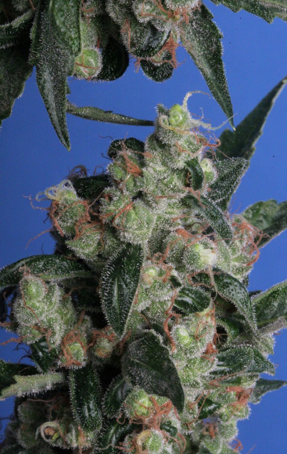 Kushage | fem. 2-Pack | T.H. SEEDS
