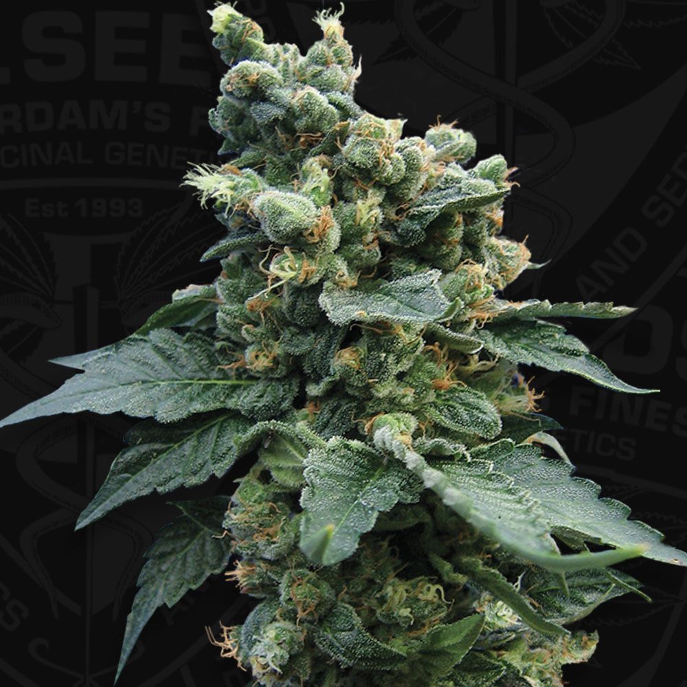 Sage'n Sour | fem. 2-Pack | T.H. SEEDS