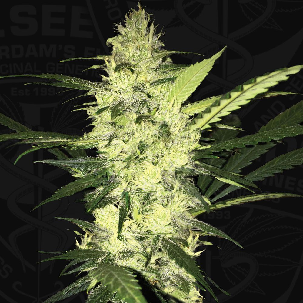 La S.A.G.E. | fem. 2-Pack | T.H. SEEDS