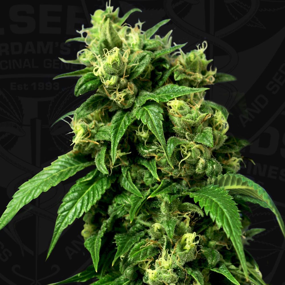Wreckage | reg. 5+1 Pack | T.H. SEEDS