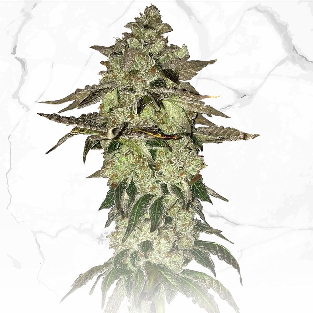 Do-Si-Dos x BC x SBC | LIMITED EDT. | reg. 11-Pack | T.H. SEEDS