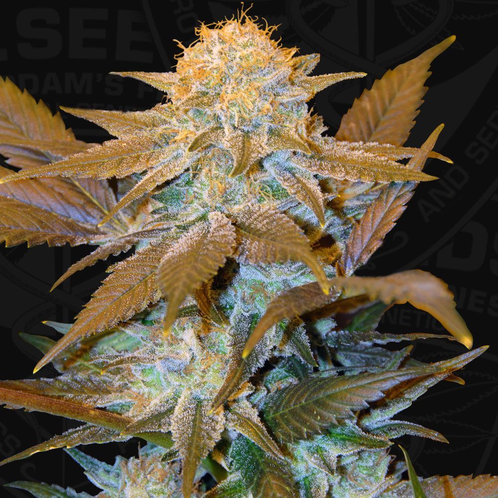 Critical HOG | fem. 2-Pack | T.H. SEEDS