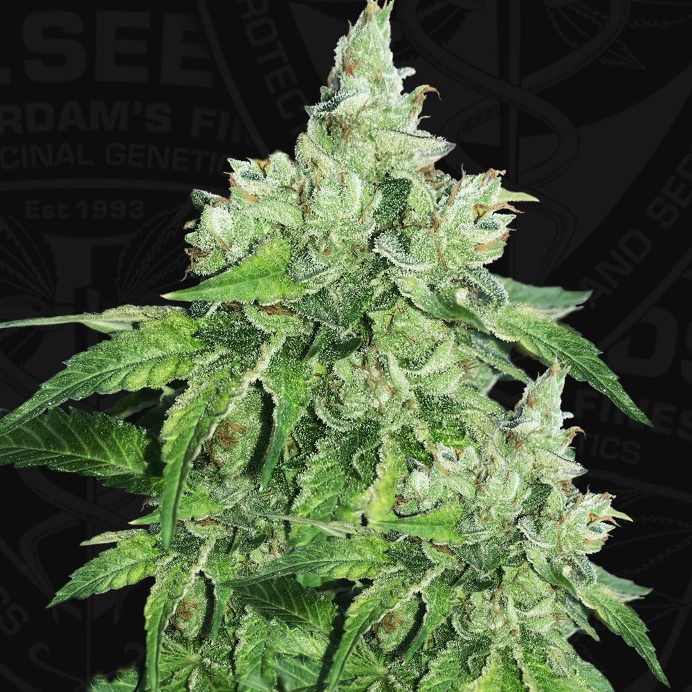 Citron Givré | Birthday Cake Selected | fem. 2-Pack | T.H. SEEDS