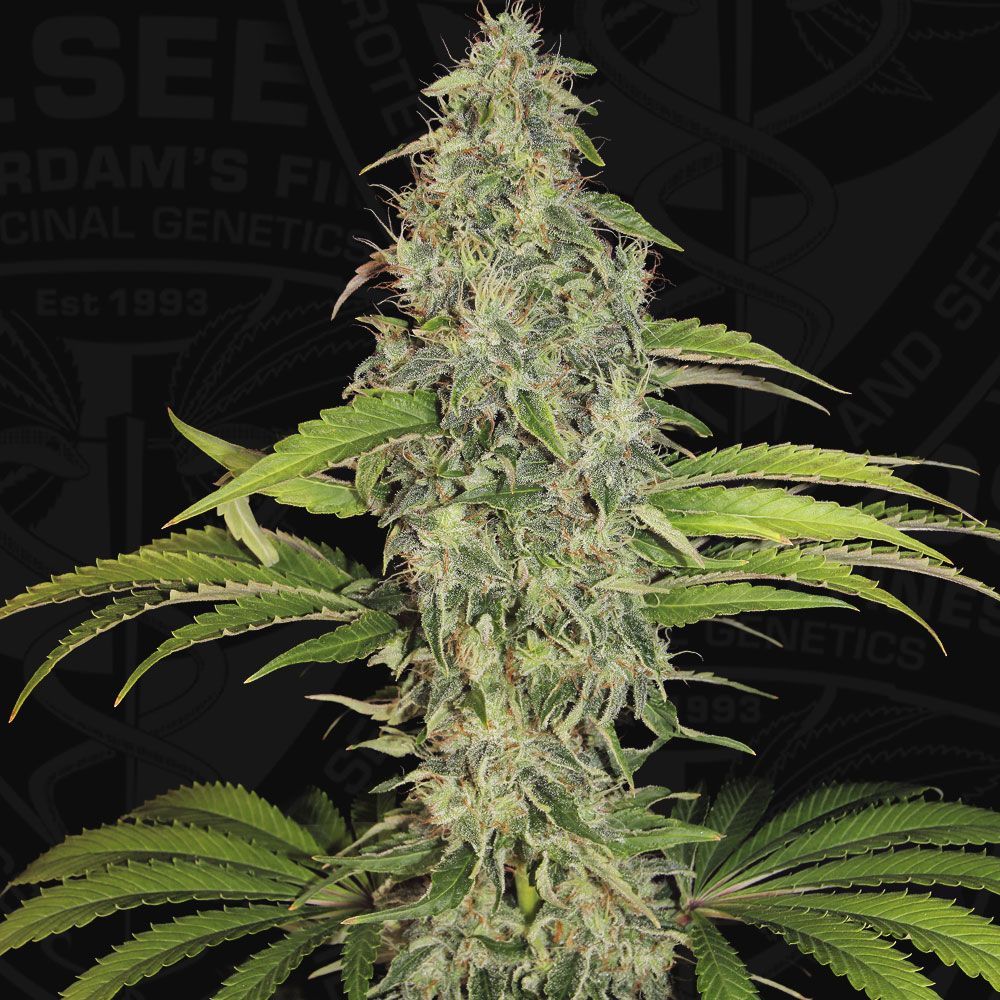 S.A.G.E. CBD | fem. 2-Pack | T.H. SEEDS