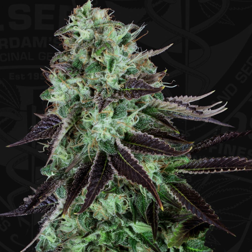 Darkstar | reg. 5 Pack | T.H. SEEDS