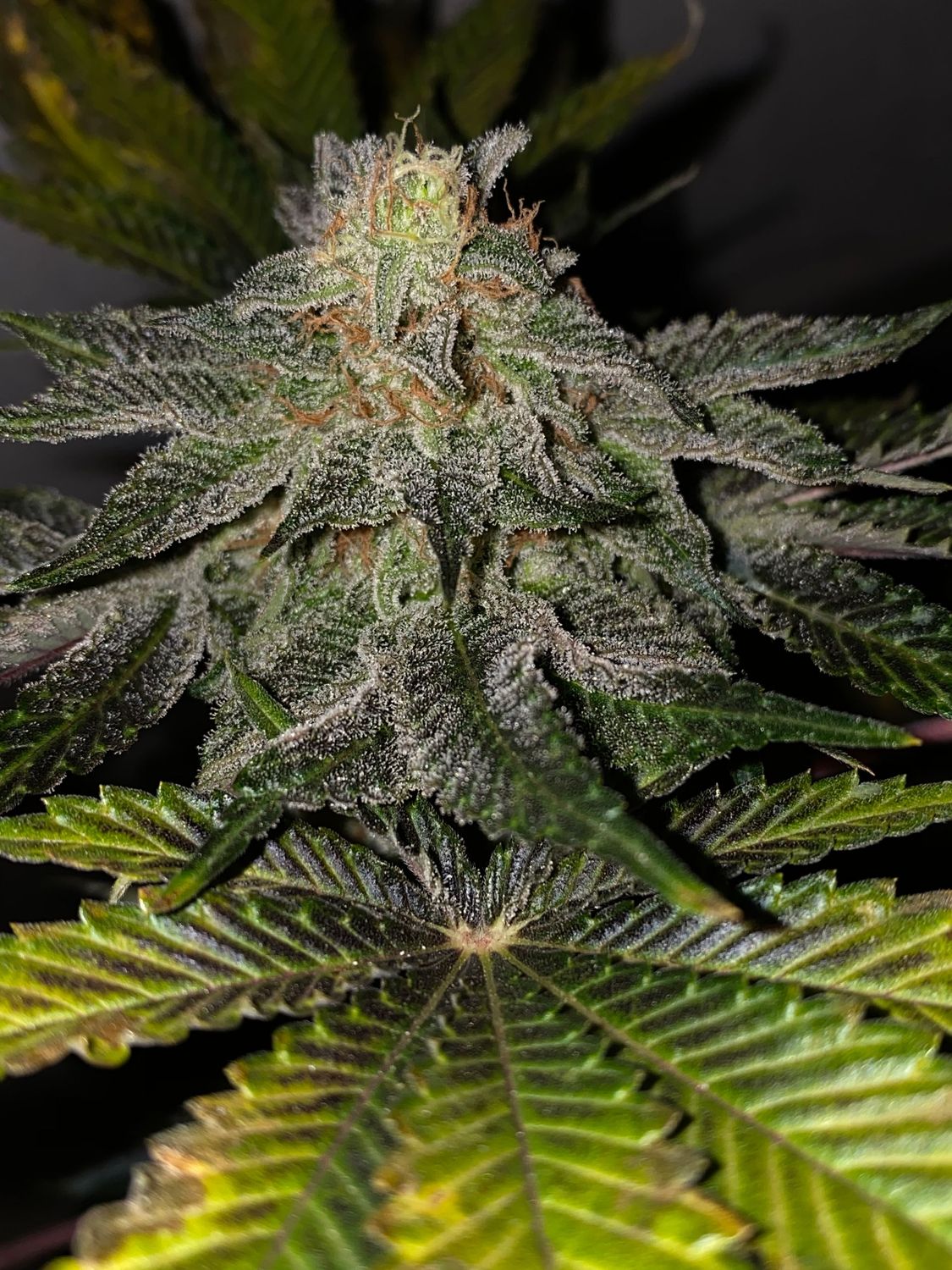 French Kisz | LIMITED EDT. | reg. 11-Pack | T.H. SEEDS