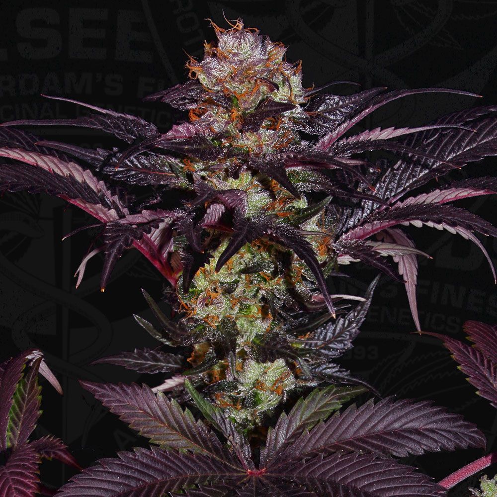 French Macaron | fem. 2-Pack | T.H. SEEDS