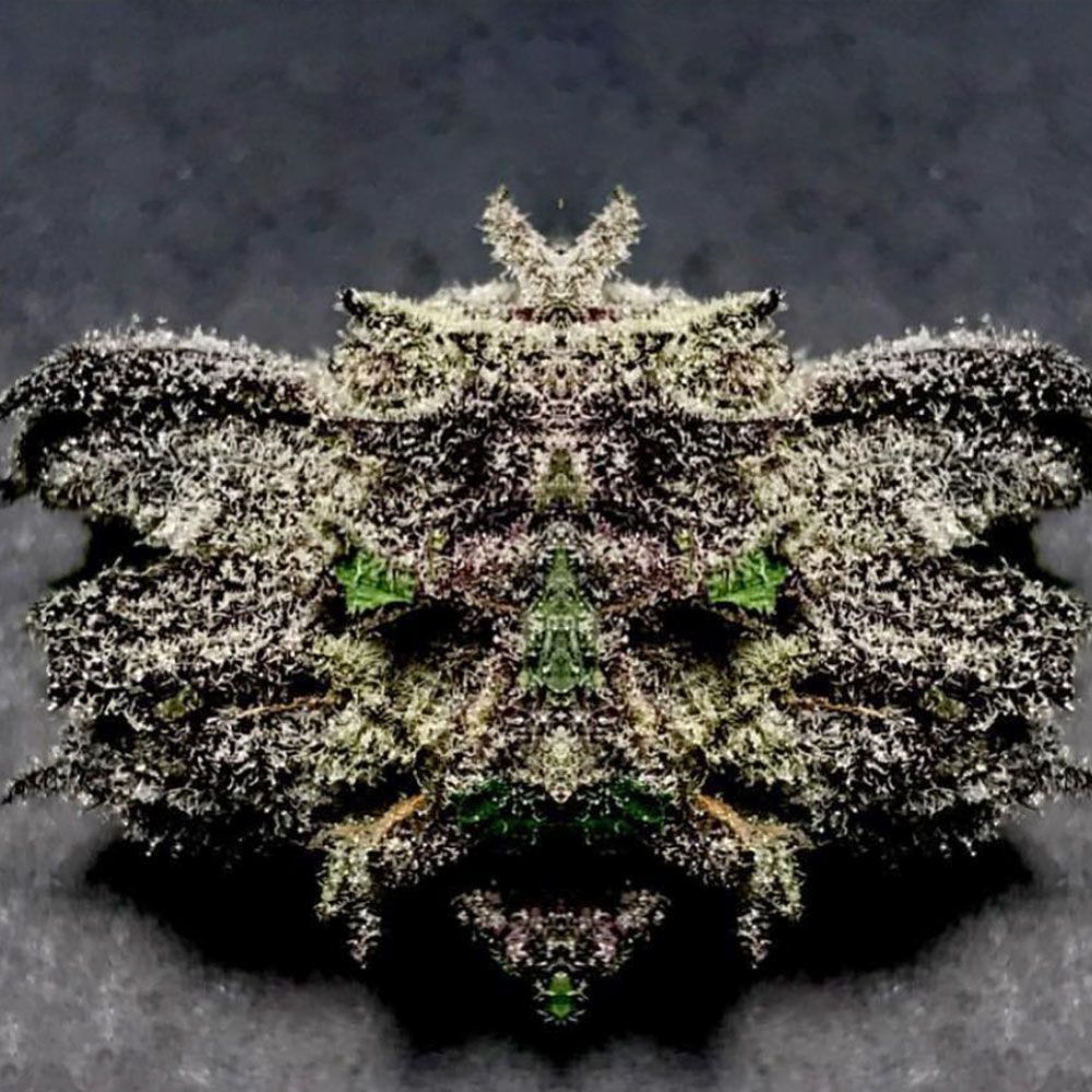 Black Apple Hitchcock| Bastards Line | fem. 2-Pack | T.H. SEEDS