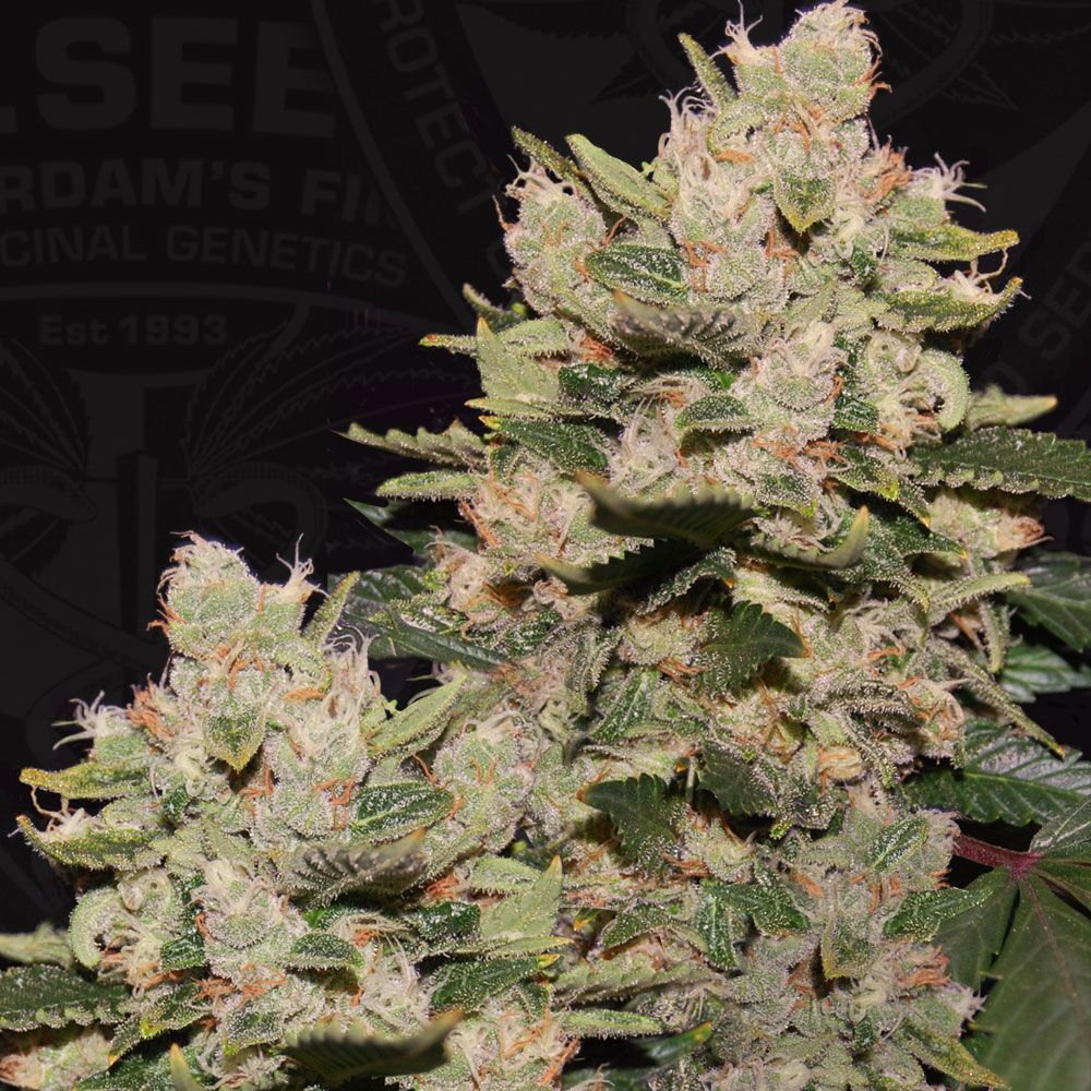 MOB | fem. 2-Pack | T.H. SEEDS