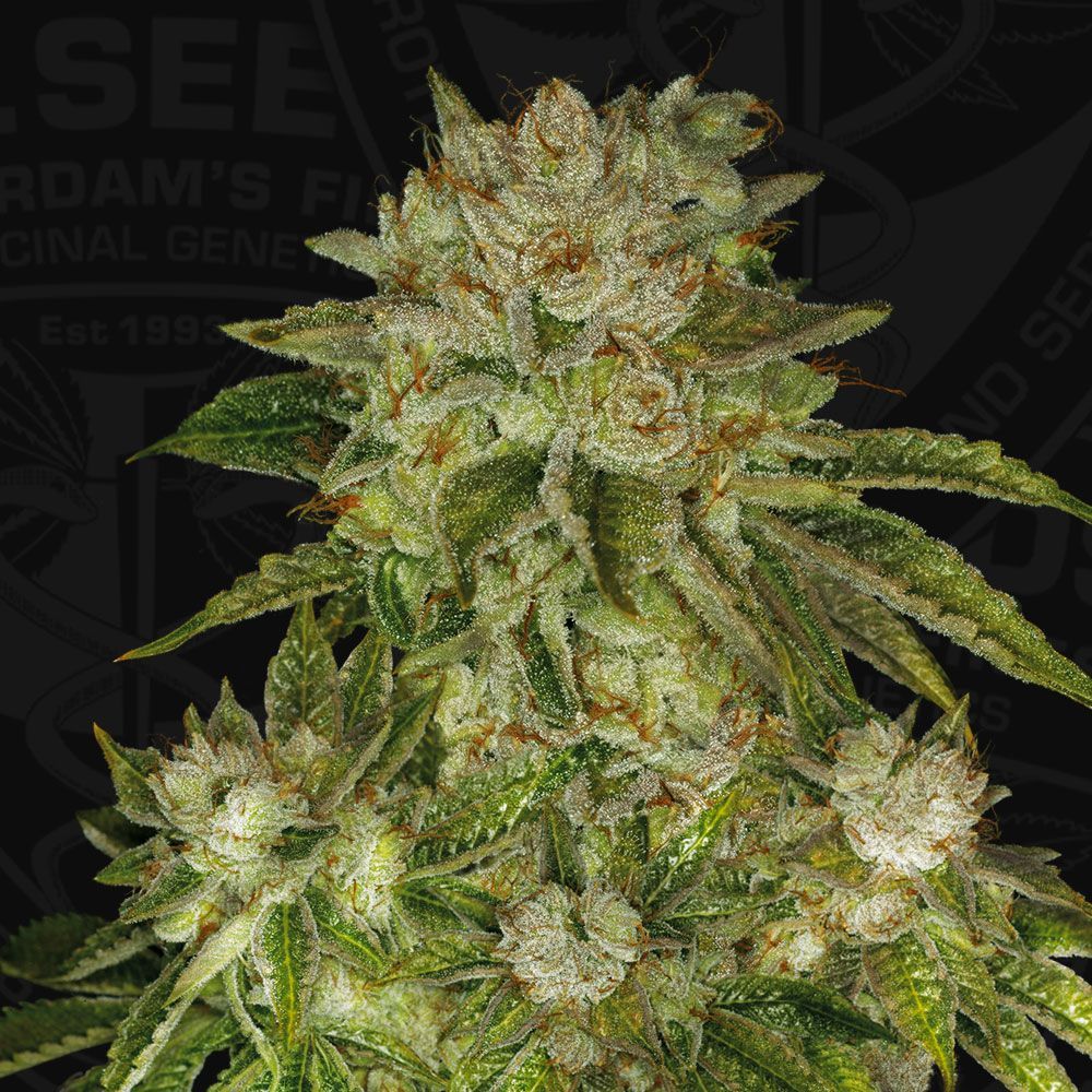 MK-Ultra | fem. 2-Pack | T.H. SEEDS