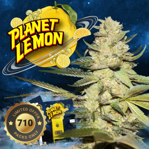 Planet Lemon | fem. 2-Pack | 710 limited | T.H. SEEDS