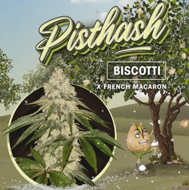 Pisthash | Biscotti X Macaron | fem. 2-Pack | T.H. SEEDS
