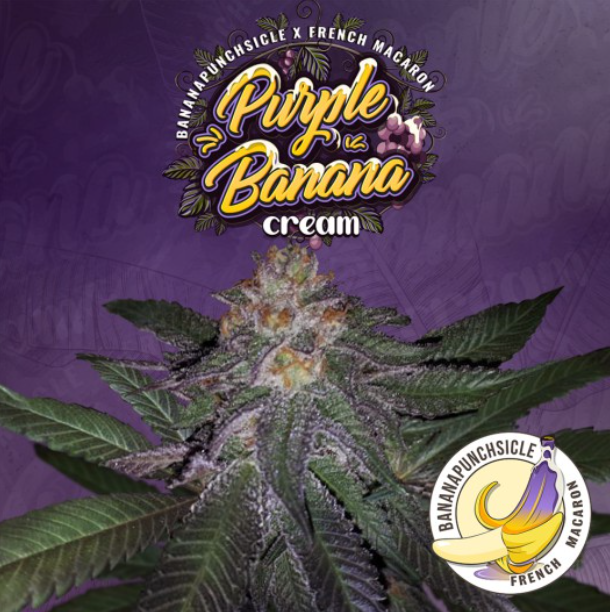 Purple Banana Cream | fem. 2-Pack | T.H. SEEDS