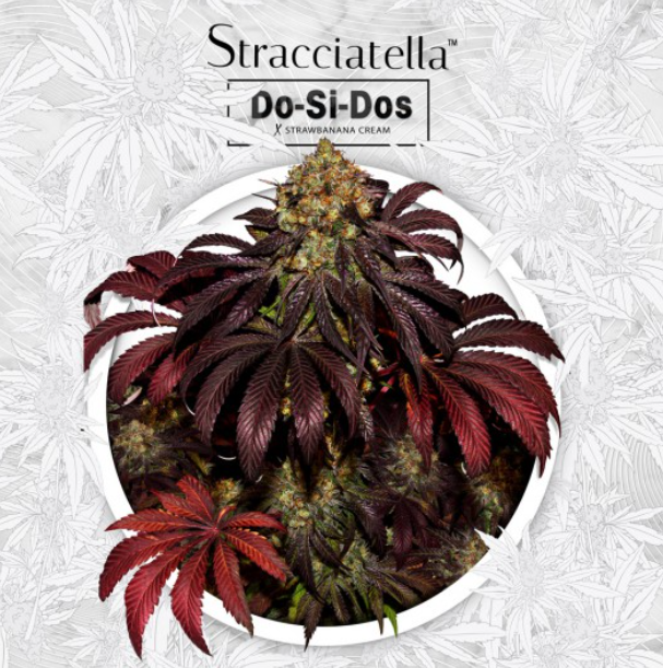 Stracciatella Do-Si-Dos X SBC | fem. 2-Pack | T.H. SEEDS Stracciatella Do-Si-Dos X SBC | fem. 2-Pack | T.H. SEEDS