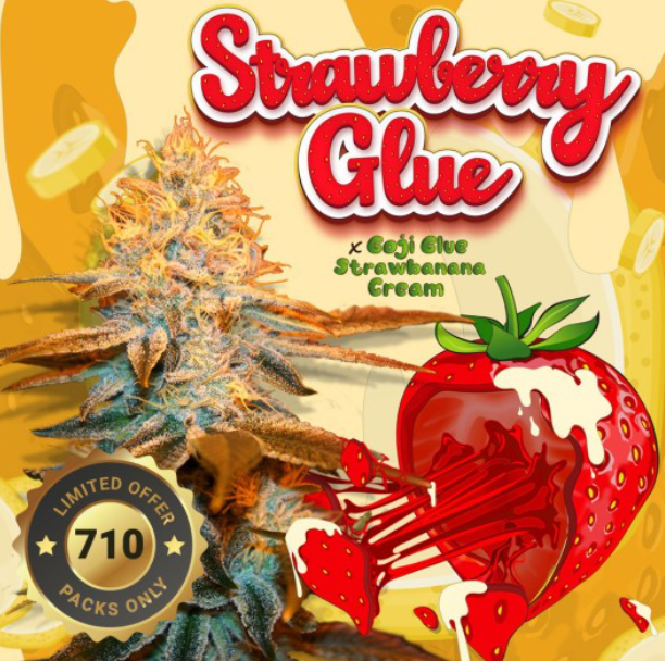 Strawberry Glue | fem. 2-Pack | 710 limited | T.H. SEEDS