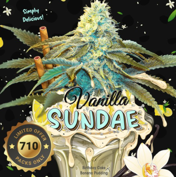 Vanilla Sundae | fem. 2-Pack | 710 limited | T.H. SEEDS