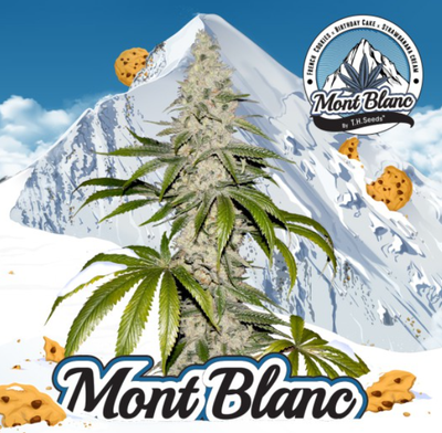 Mont Blanc | fem. 2-Pack | T.H. SEEDS Mont Blanc | fem. 2-Pack | T.H. SEEDS