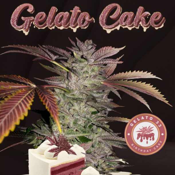 Gelato Cake | fem. 2-Pack | T.H. SEEDS