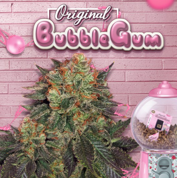 Bubblegum | fem. 2-Pack | T.H. SEEDS