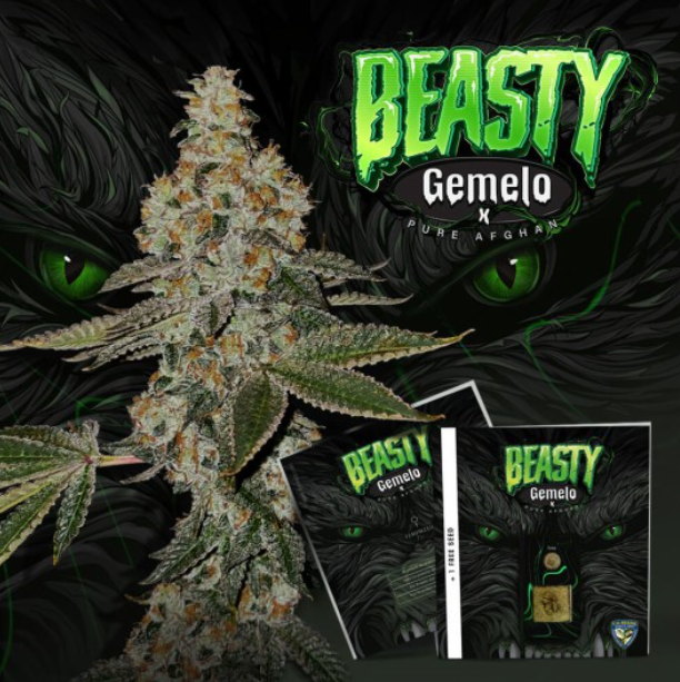 Beasty | fem. 2-Pack | T.H. SEEDS