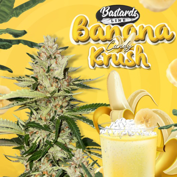 Banana Candy Krush | Bastards Line | fem. 2-Pack | T.H. SEEDS