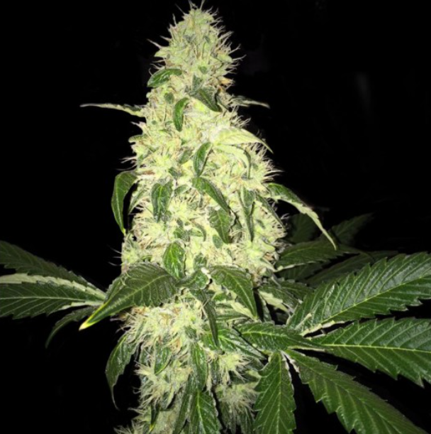Afghaniberry | reg. 5 Pack | limited drop | T.H. SEEDS