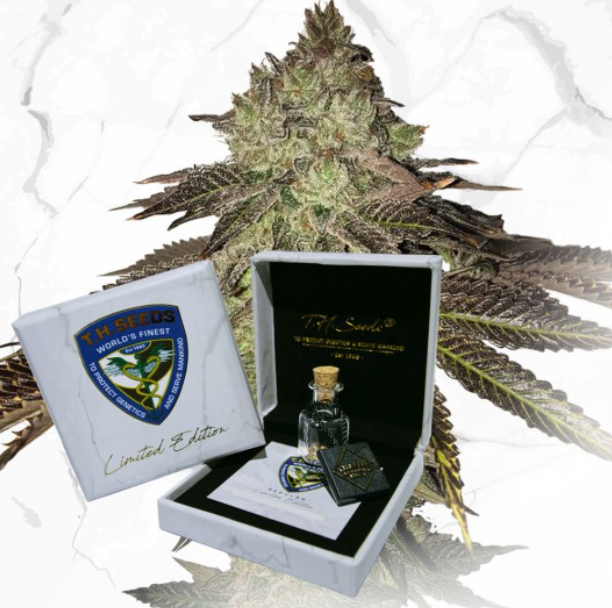 Gelato 33 | LIMITED EDT. | reg. 11-Pack | T.H. SEEDS