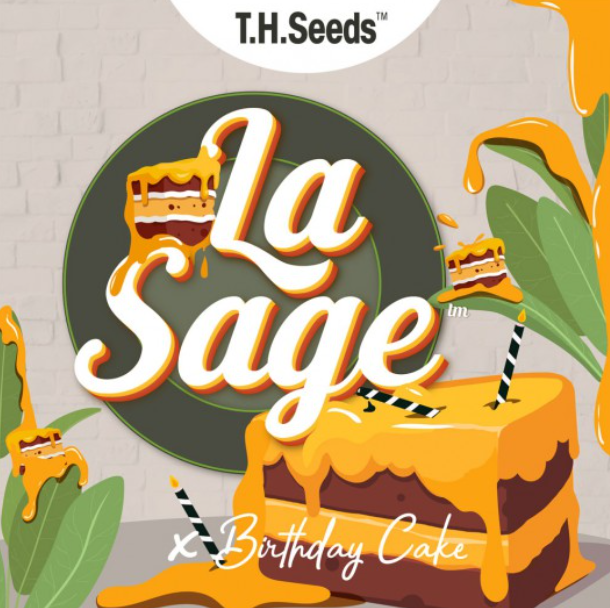 La S.A.G.E. Cake | LIMITED EDT. | reg. 11-Pack | T.H. SEEDS