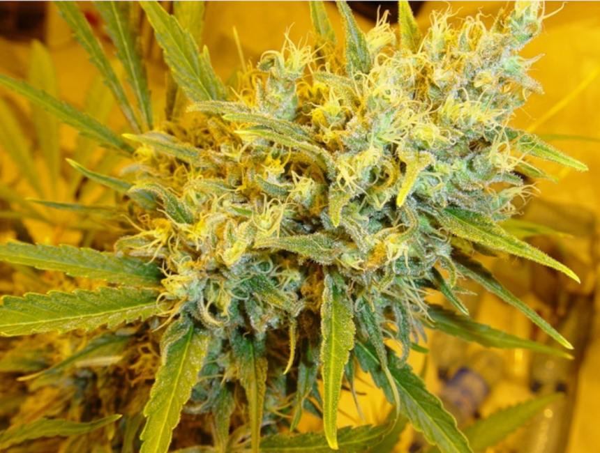 Angel Breathe (Mango Haze x Afghan Haze) | 15er Set Mr. Nice Seeds