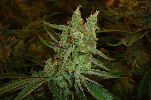 Angel Heart | 15er Set Mr. Nice Seeds