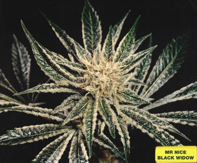 Black Widow | 15er Set Mr. Nice Seeds