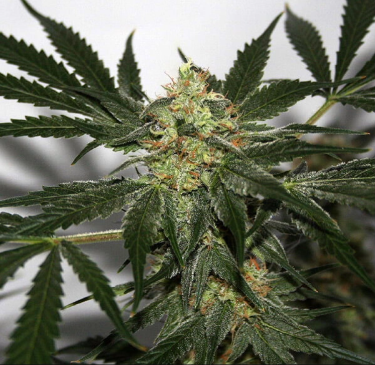 Early Queen x Afghan Haze | 15er Set Mr. Nice Seeds