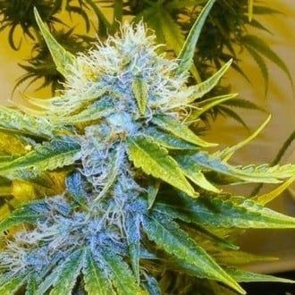 G13 x Hz | 15er Set Mr. Nice Seeds