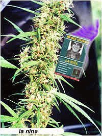La Nina | 15er Set Mr. Nice Seeds