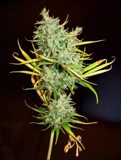 Mango Haze | 15er Set Mr. Nice Seeds
